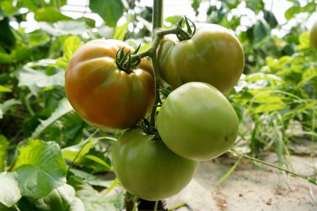 tomatoes on the vine