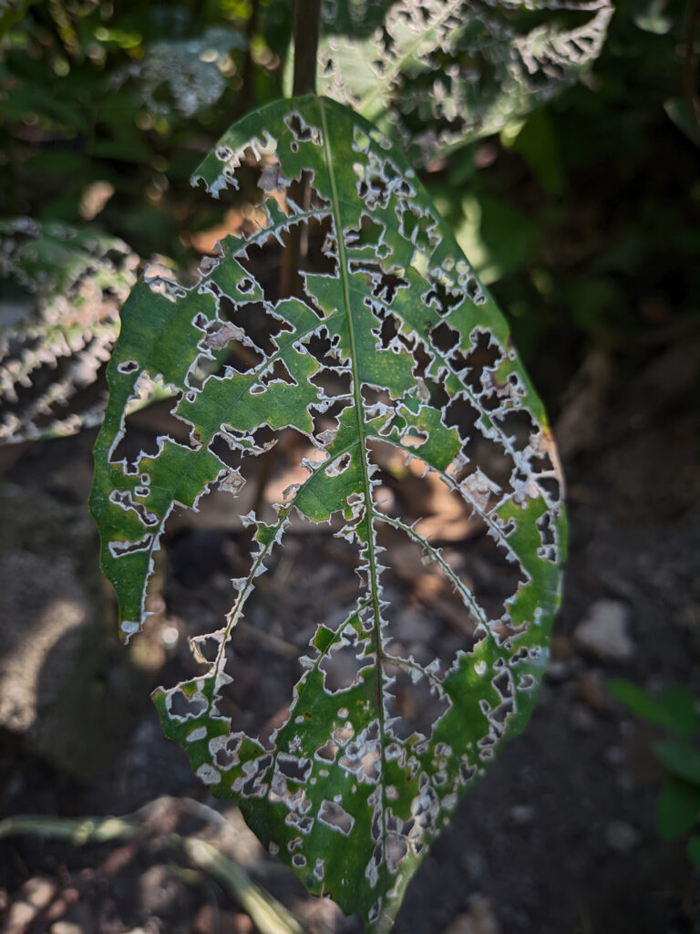 Plant with holes in the leaves