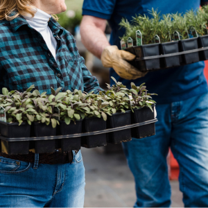 Seedlings in a tray