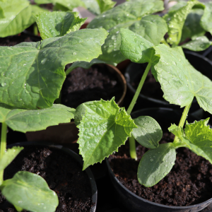 seedlings in pots