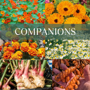 Companion plants