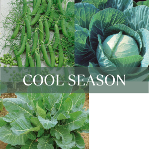 Cool season crops