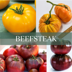 Beefsteak tomatoes