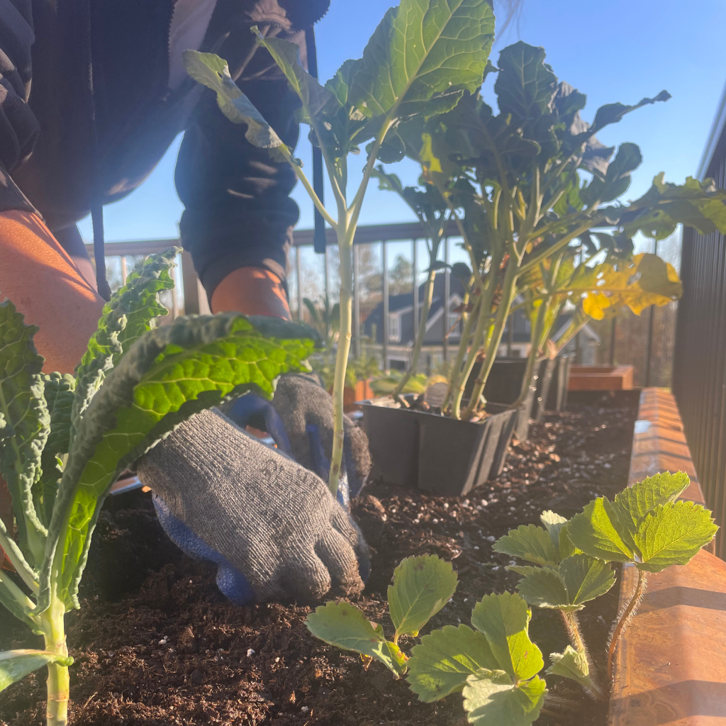Planting in a raised bed vegetable garden